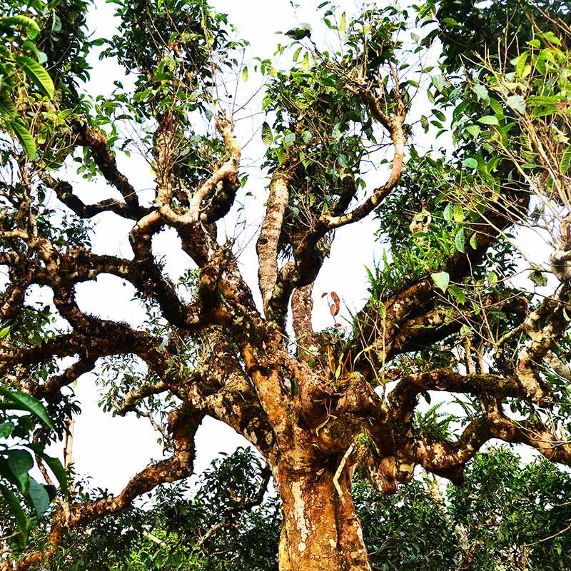 Văn minh trà Việt - Tự hào trà Shan Tuyết Cổ Thụ Việt Nam