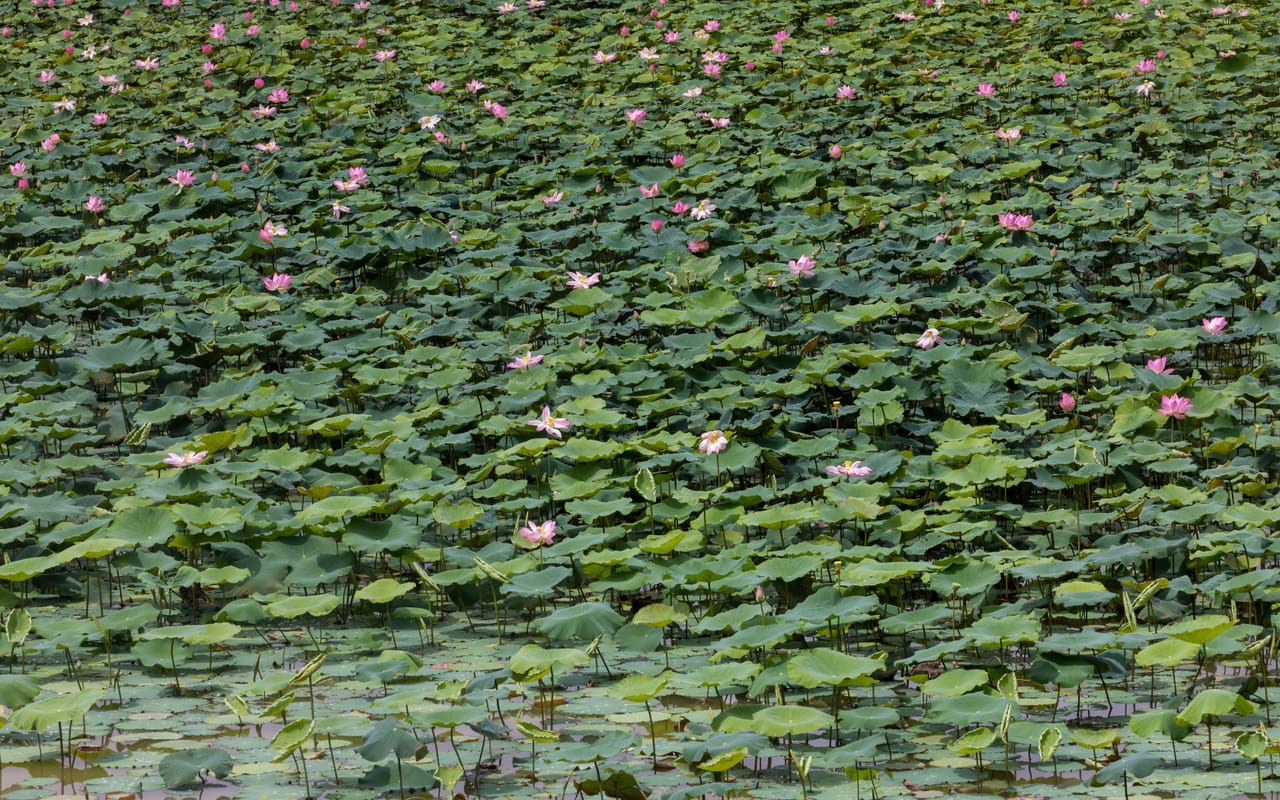 Bach Diep lotus pond by West Lake, Hanoi