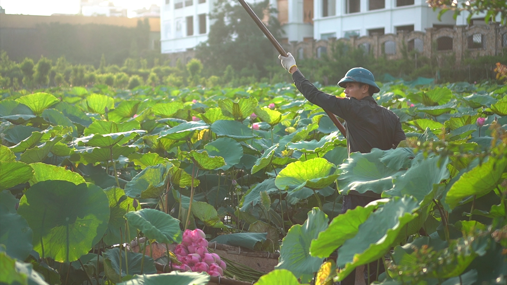 Mỗi bông hoa sen được chọn lựa kỹ càng